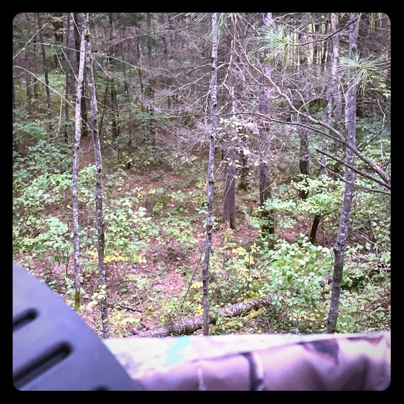 Wood - Picture 4 of 4